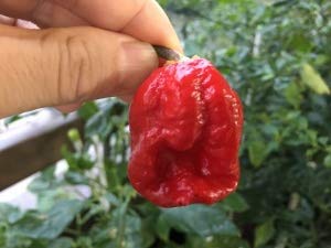 Amazon.co.jp: 植物種子 ブートジョロキアより辛いかつて世界一位の